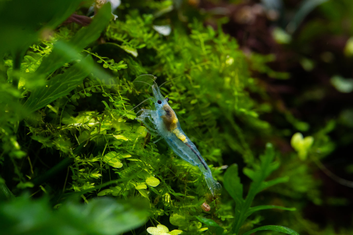Blue Jelly Shrimp 5 Pack