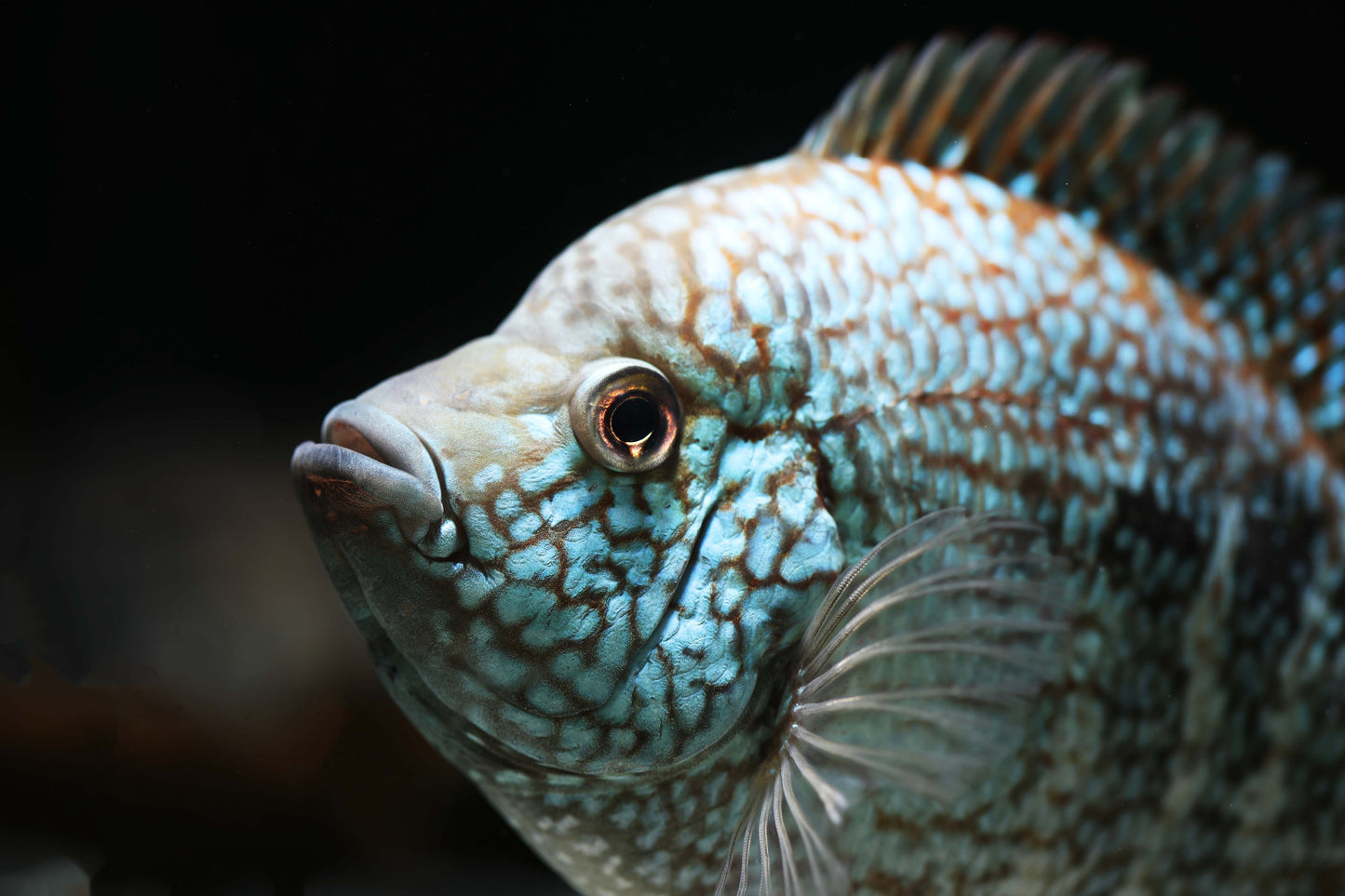 Texas Cichlid - 3-4"