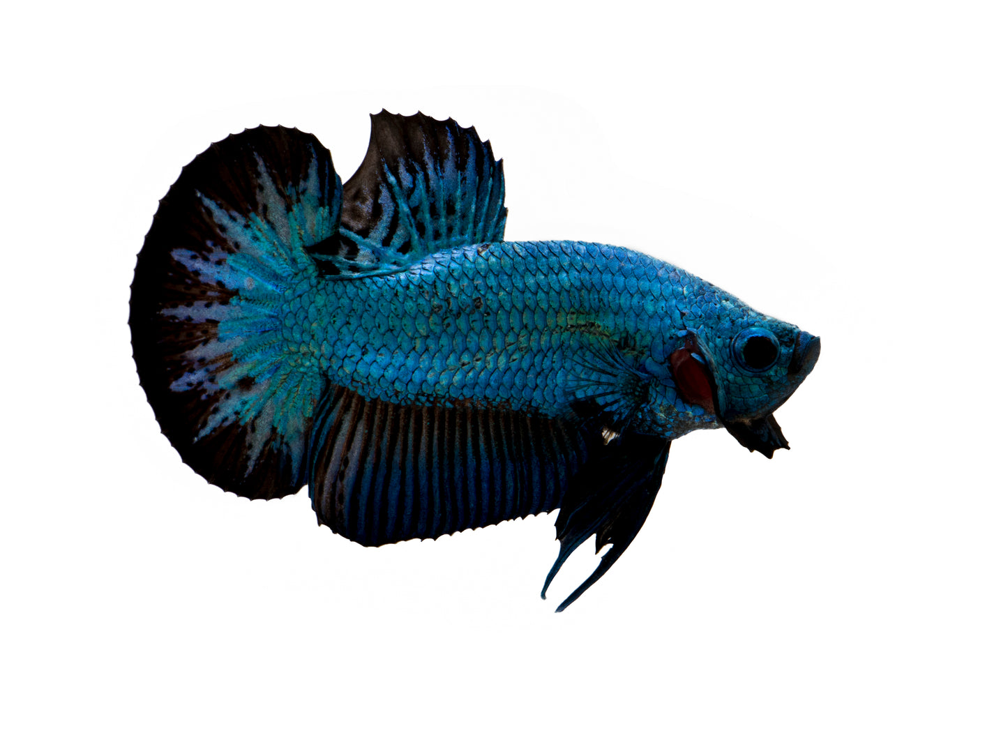 Blue Samurai Betta PAIR