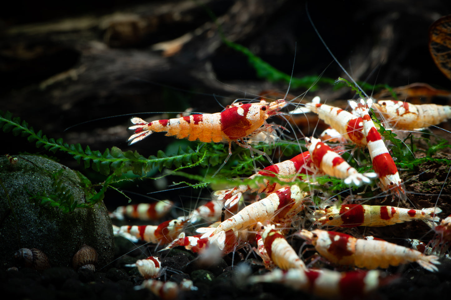 Crystal Red Shrimp