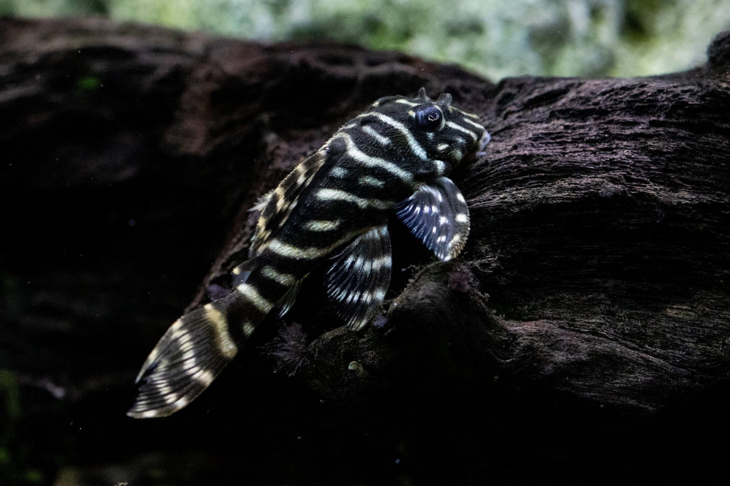Colombian Zebra Pleco-M