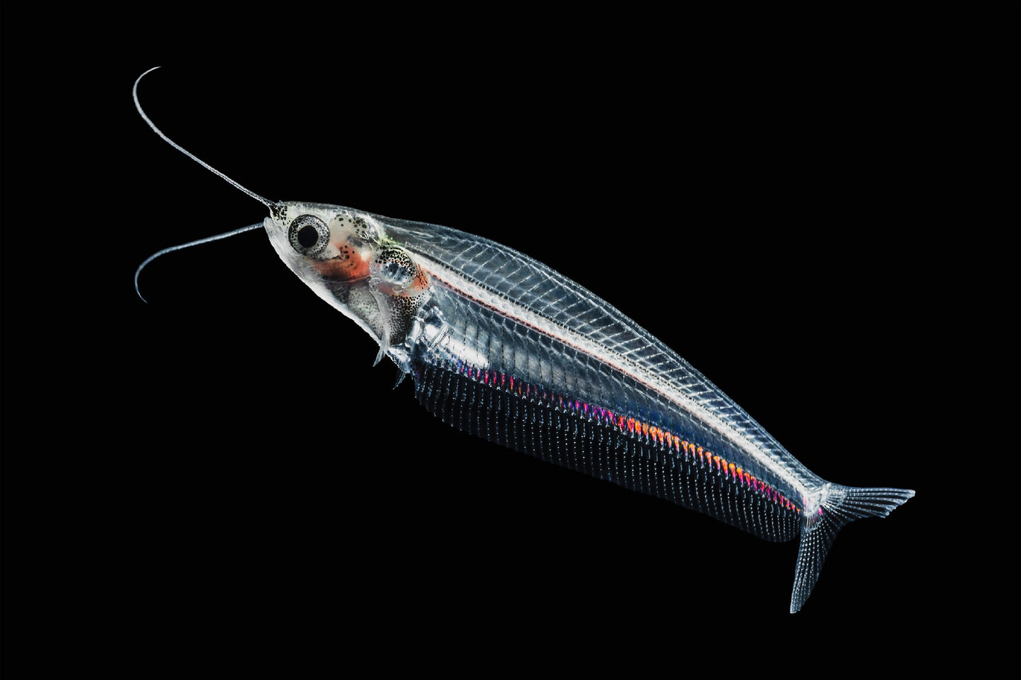 Glass Catfish
