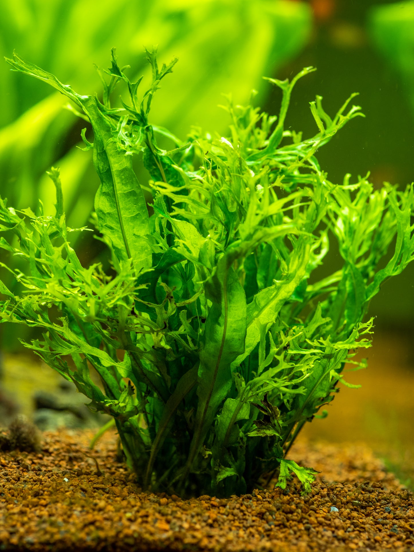 Java Fern 'Windelov'