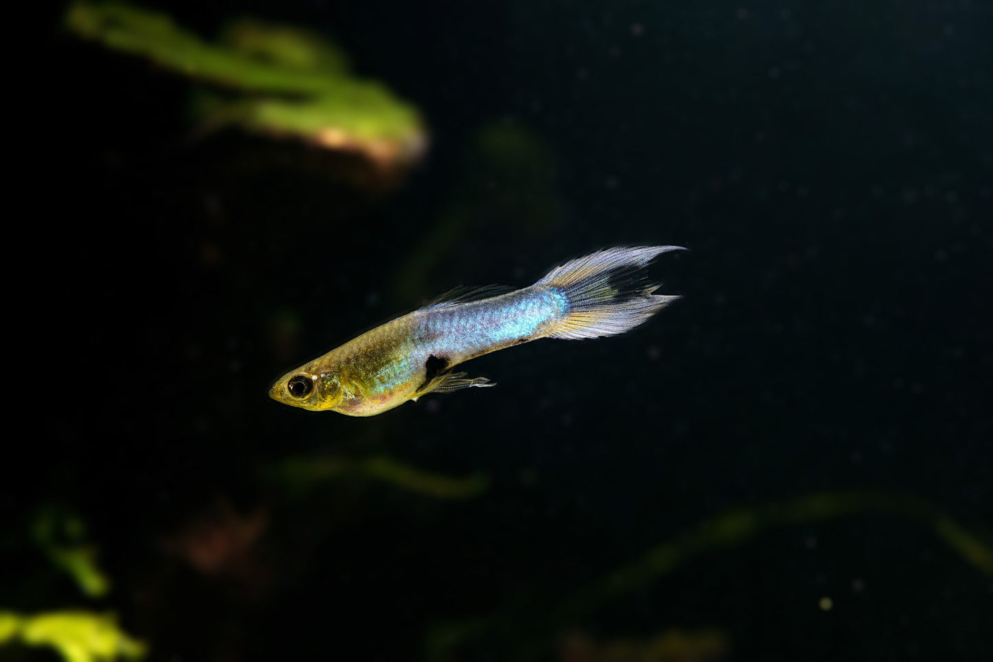 Japanese Blue Double Swordtail Endler's - TRIO