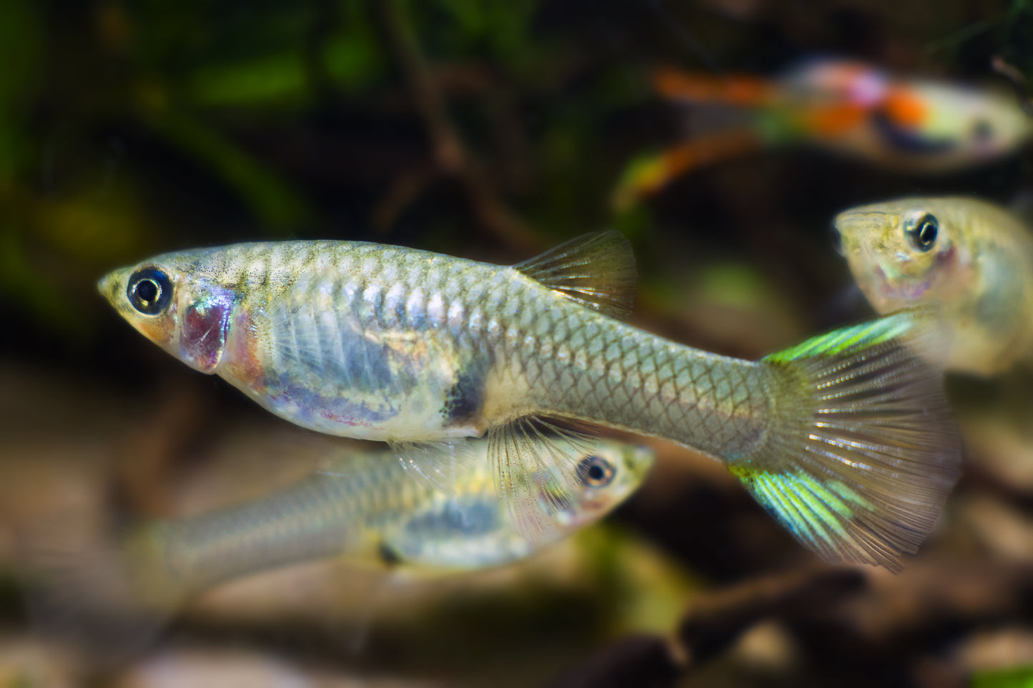Endler's Livebearer Female