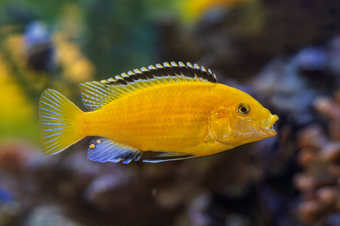Yellow Labidochromis XL
