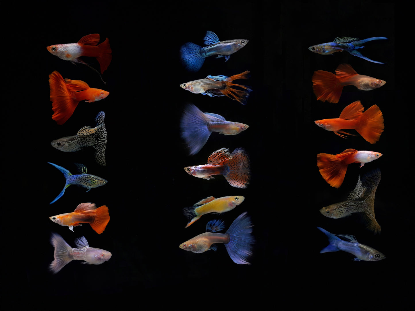 Assorted Guppy Male