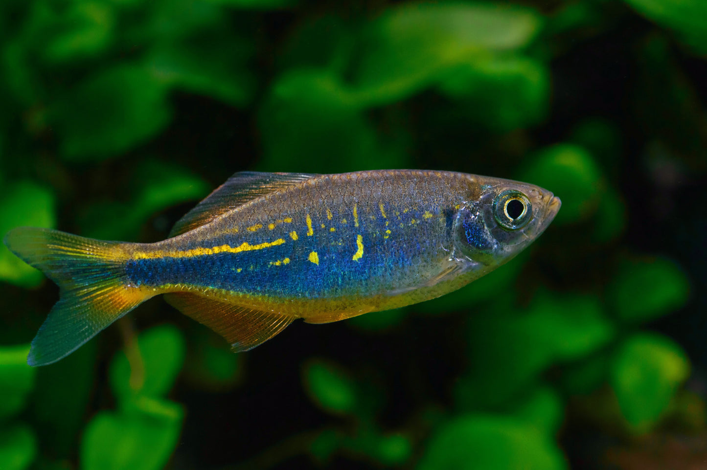 Malabar Danio