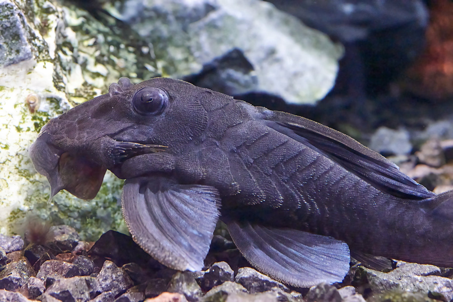 Blue Eye Blue Fin Panaque