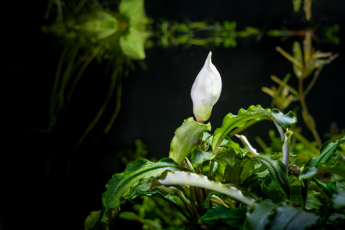 Bucephalandra ‘Godzilla’