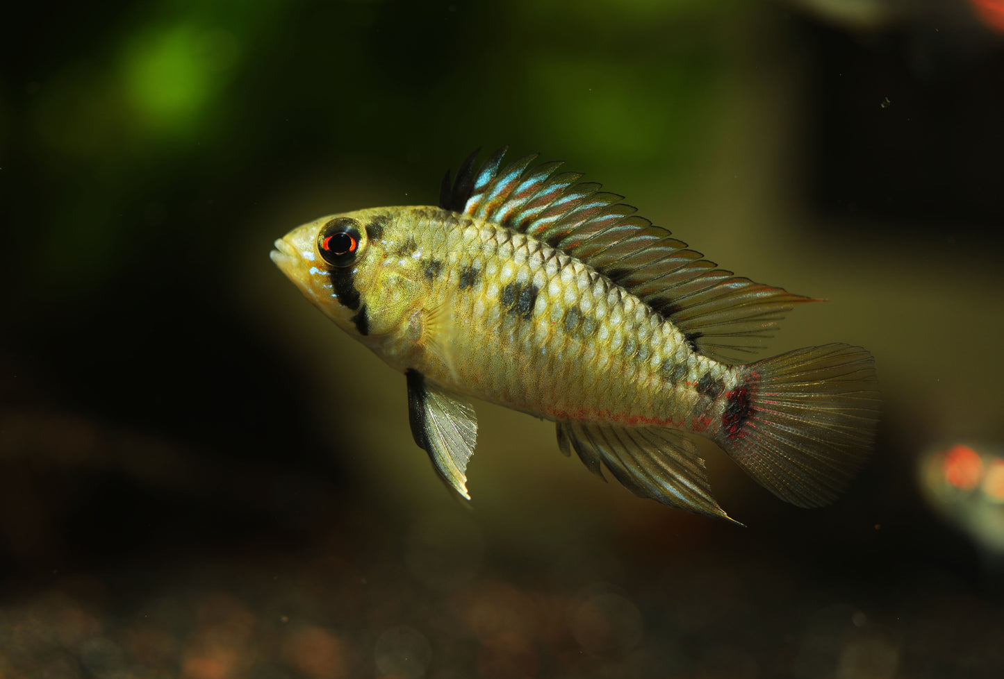 Apistogramma Hongsloi
