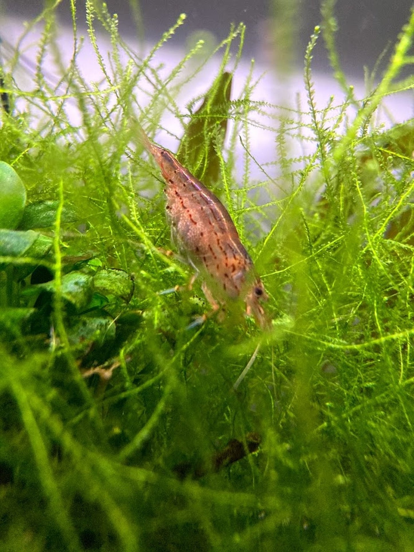 Sun Orange Amano Shrimp