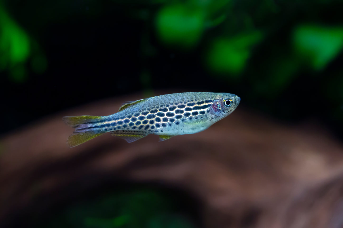 Orange Finned Kyathit Danio