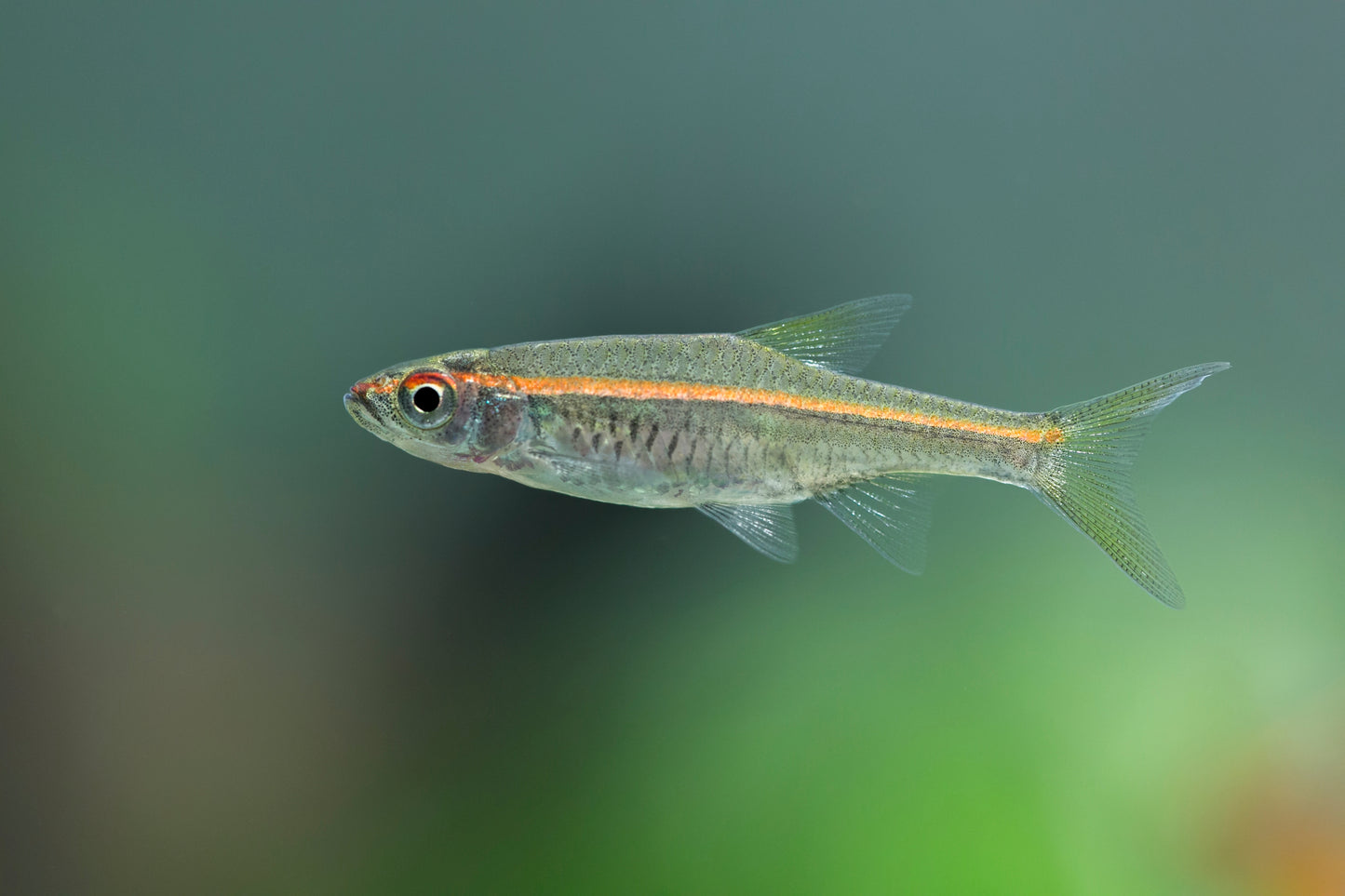 Red Line Rasbora