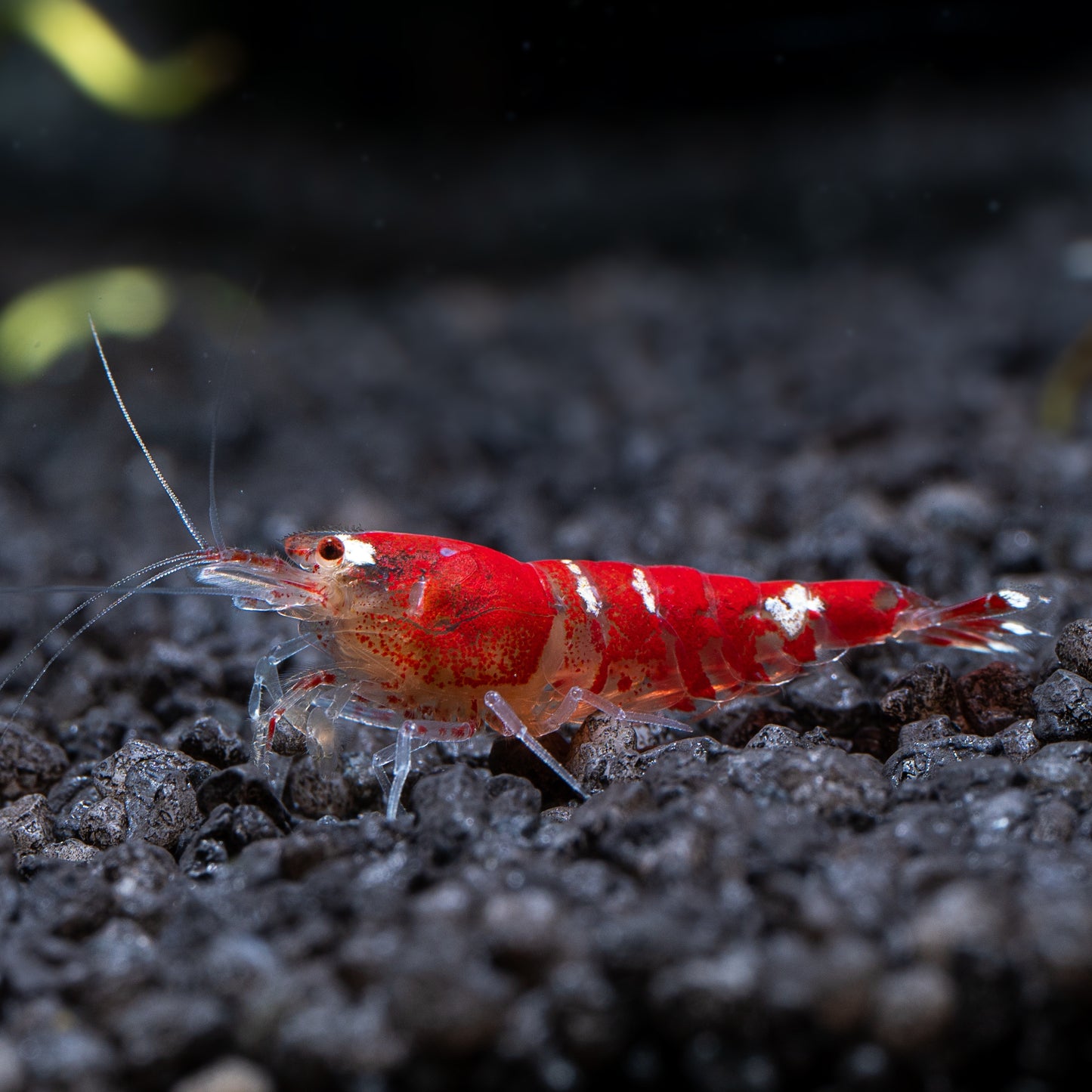 Super Crystal Red Shrimp
