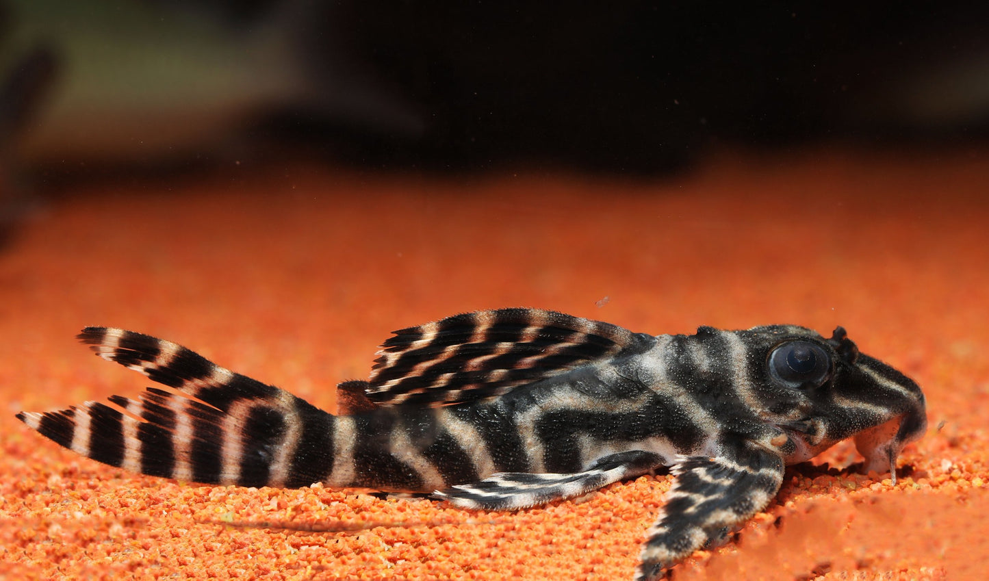 L333 Yellow King Tiger Pleco - Small