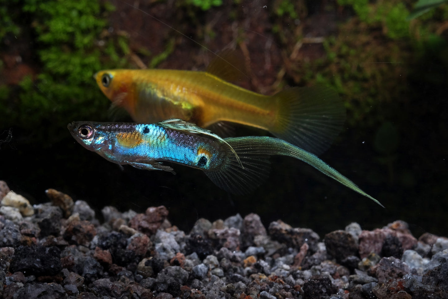 Japanese Blue Swordtail Guppy- MALE