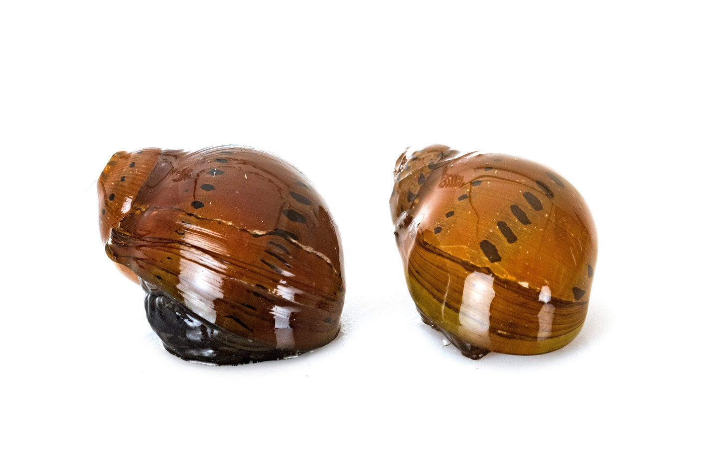 Tiger Nerite