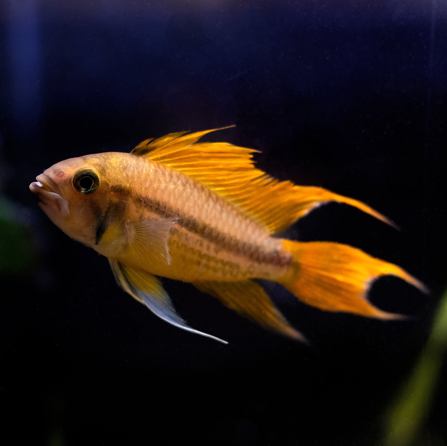 Apistogramma Cacatuoides Mega Orange