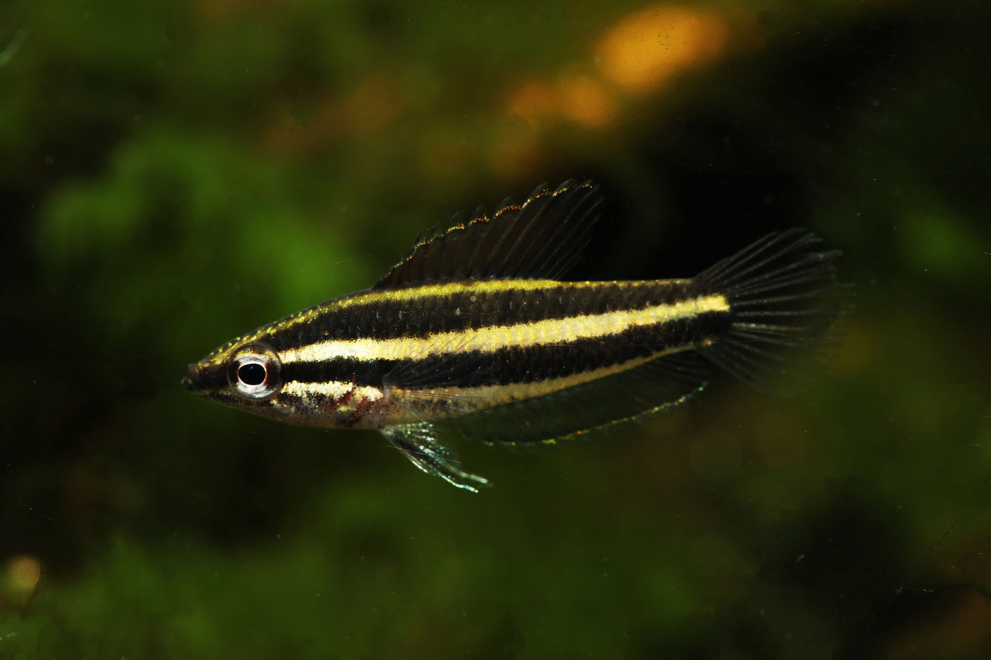 Licorice Gourami 'Sentang'