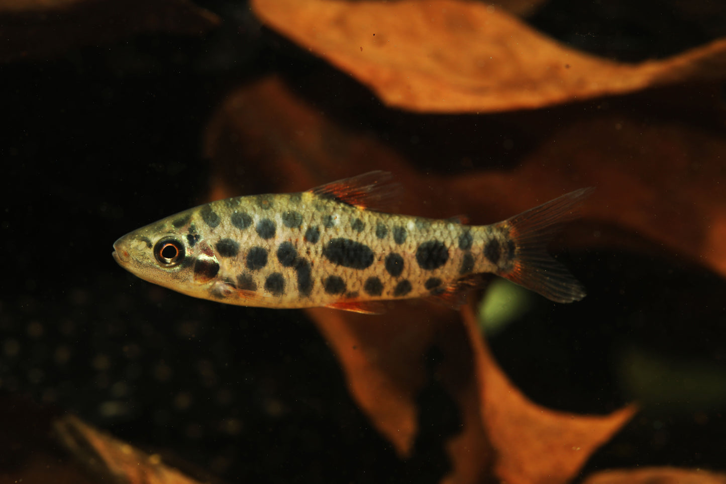 Strawberry Leporinus-1.5-2"