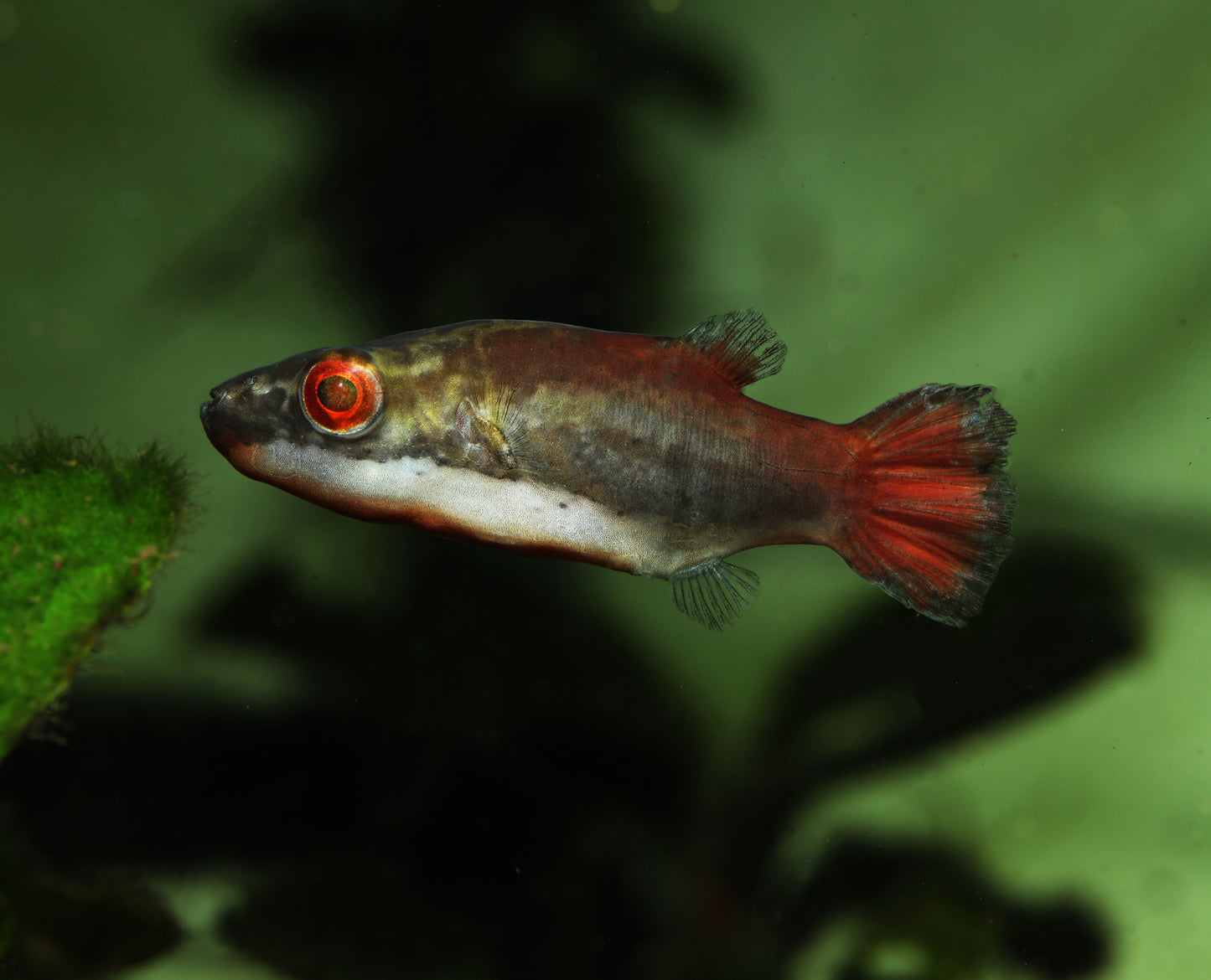 Red Eye Red Tailed Puffer