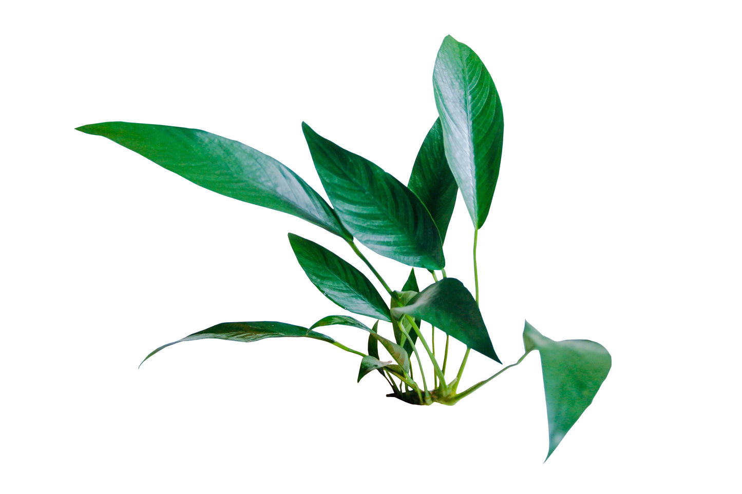 Anubias Congensis