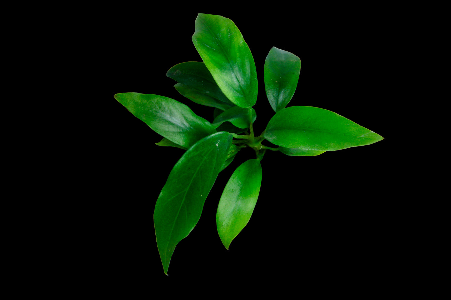 Anubias Nangi