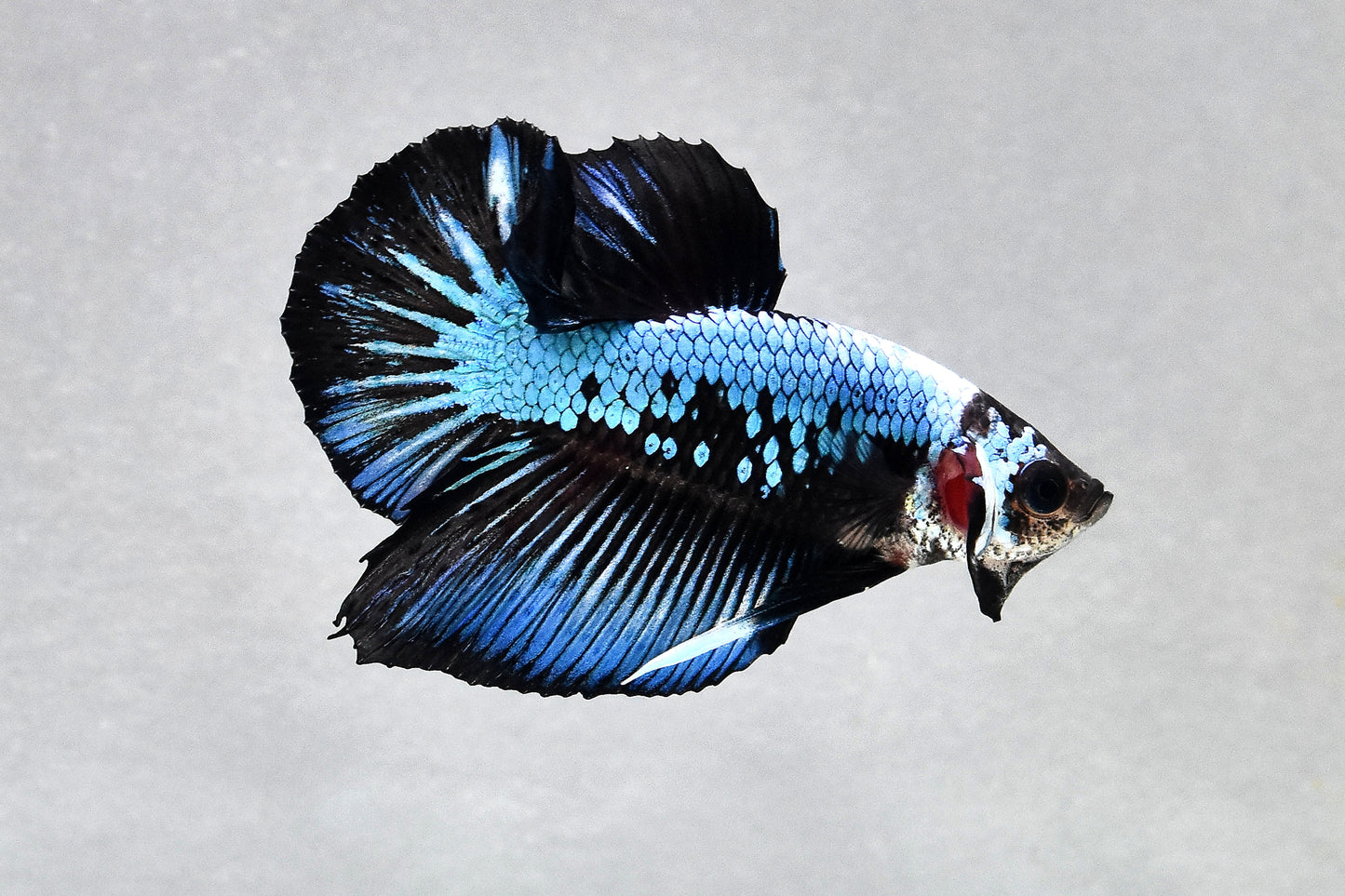 Blue Samurai Betta PAIR