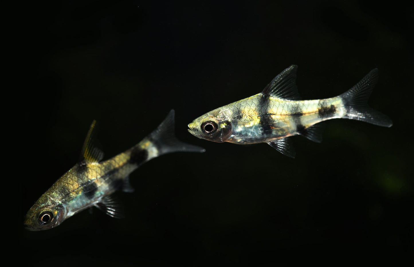 Golden Dwarf Barb