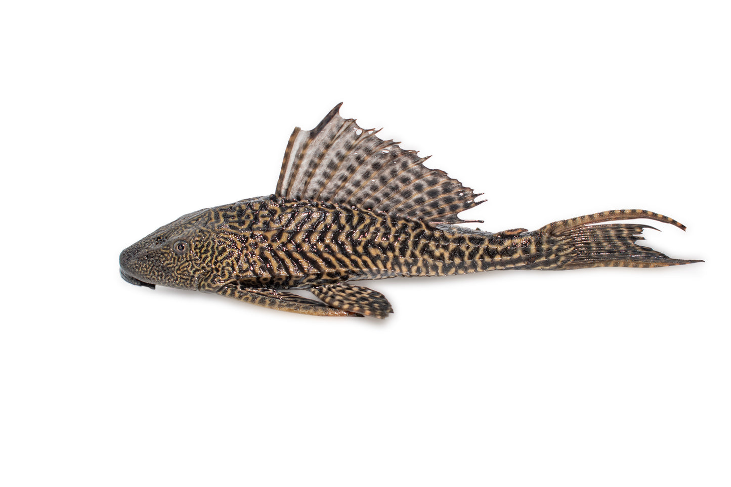 Common Plecostomus-9-10"