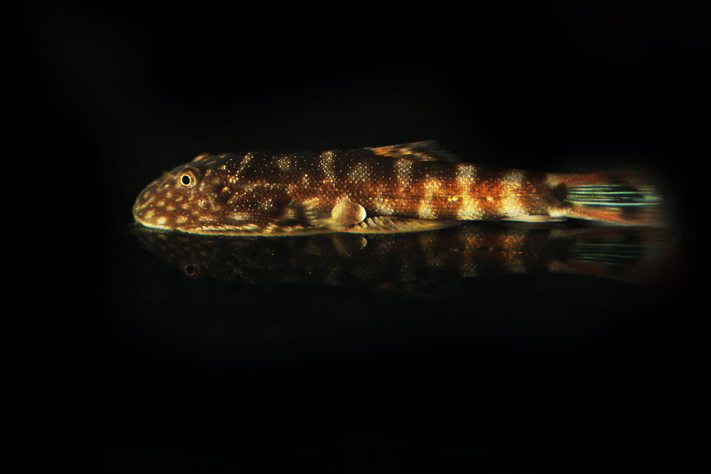 Bluefin Zebra Hillstream Loach