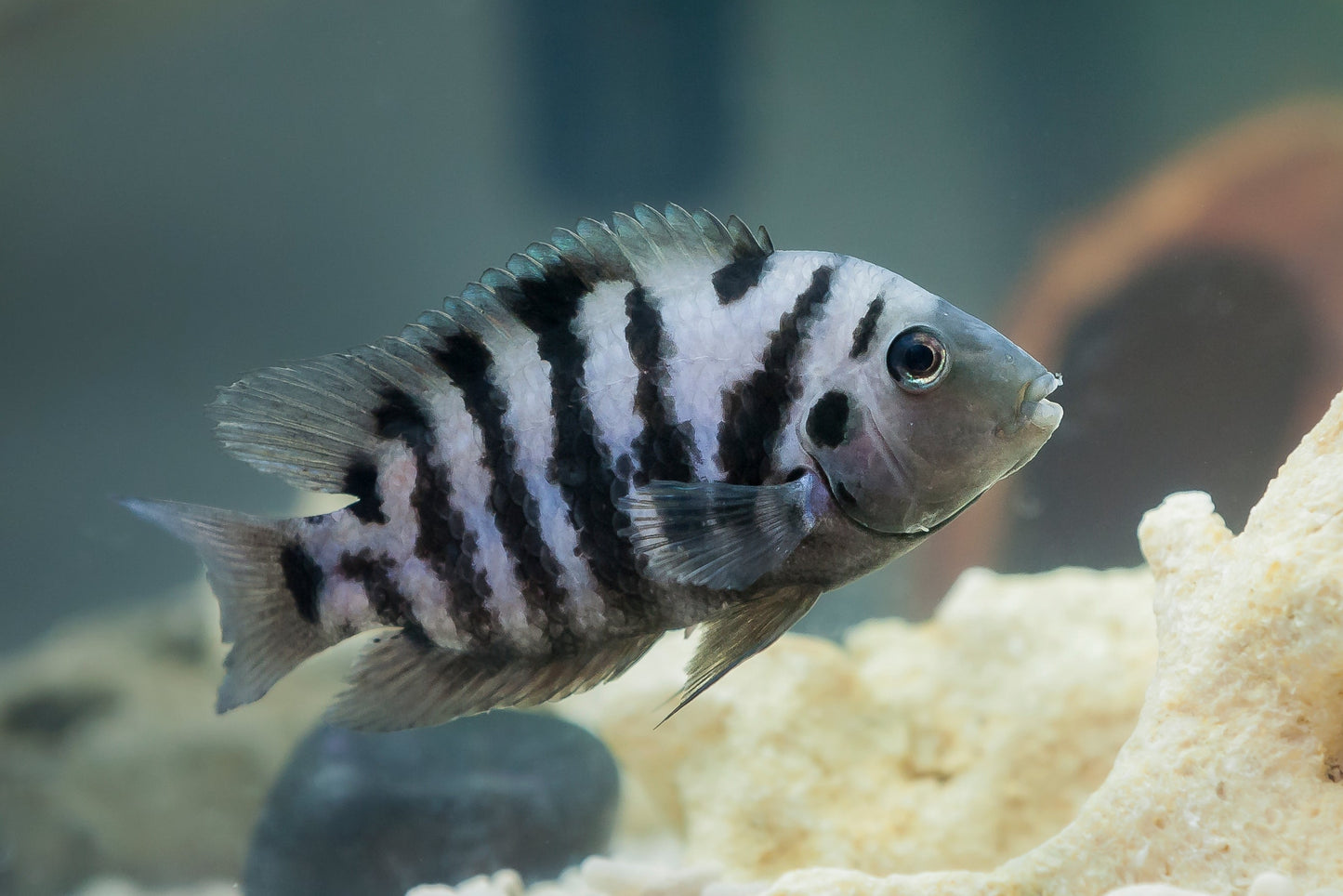 Convict Cichlid