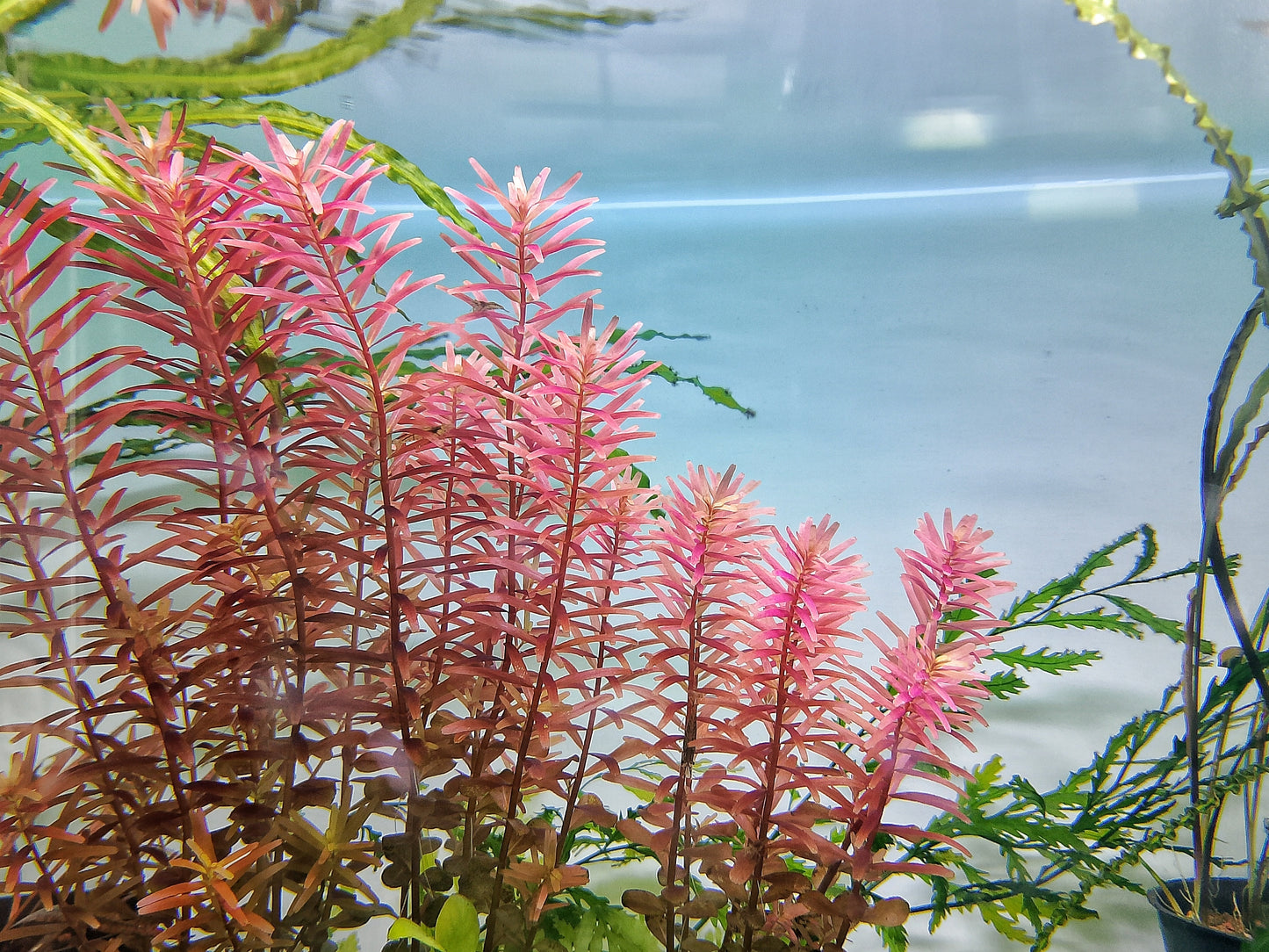 Rotala Indica