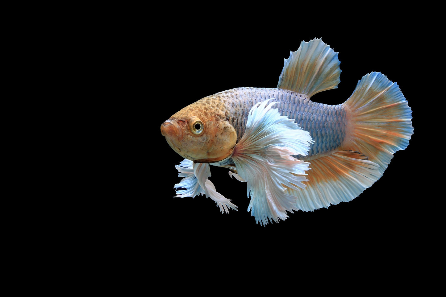 White Dumbo Betta Male