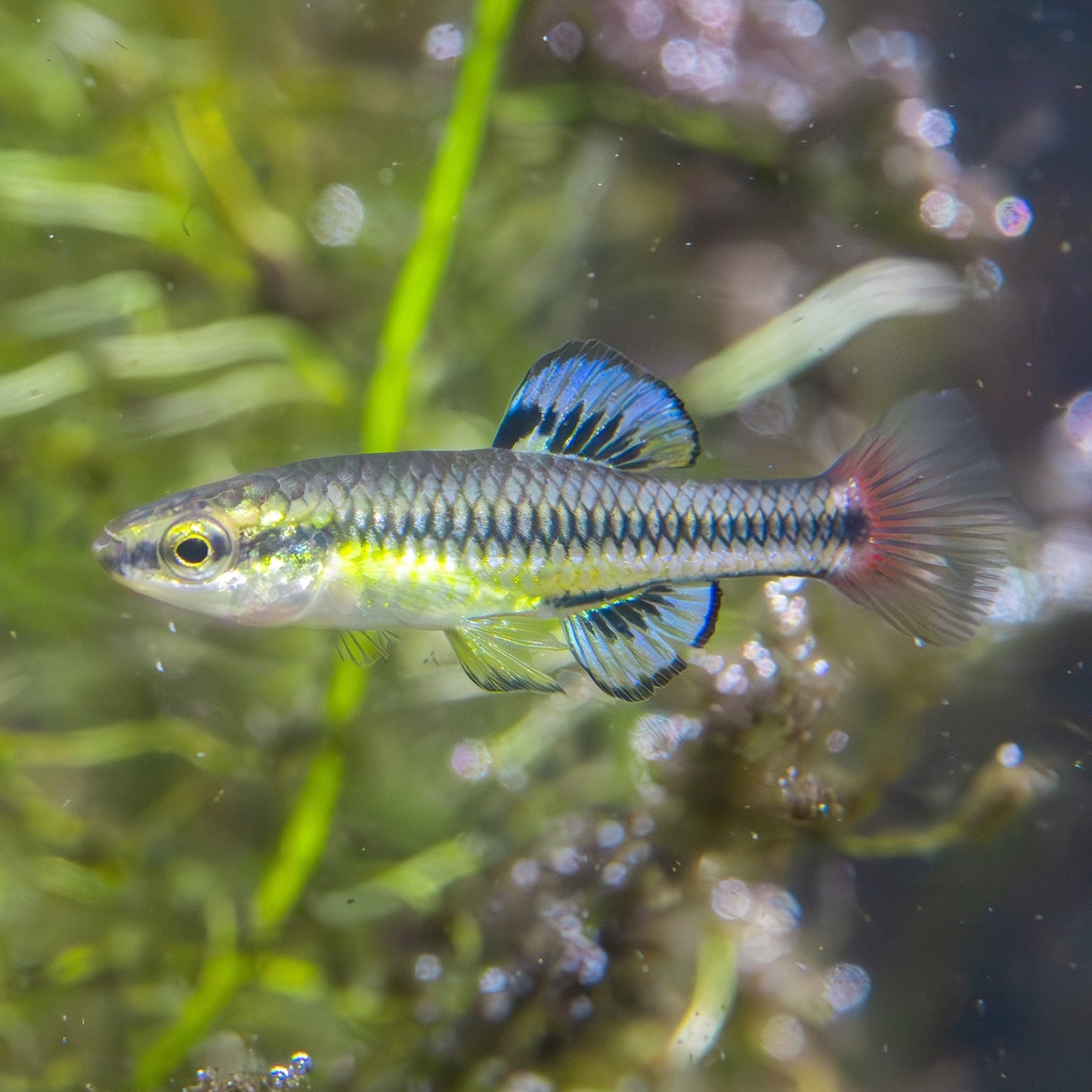 Bluefin Killifish