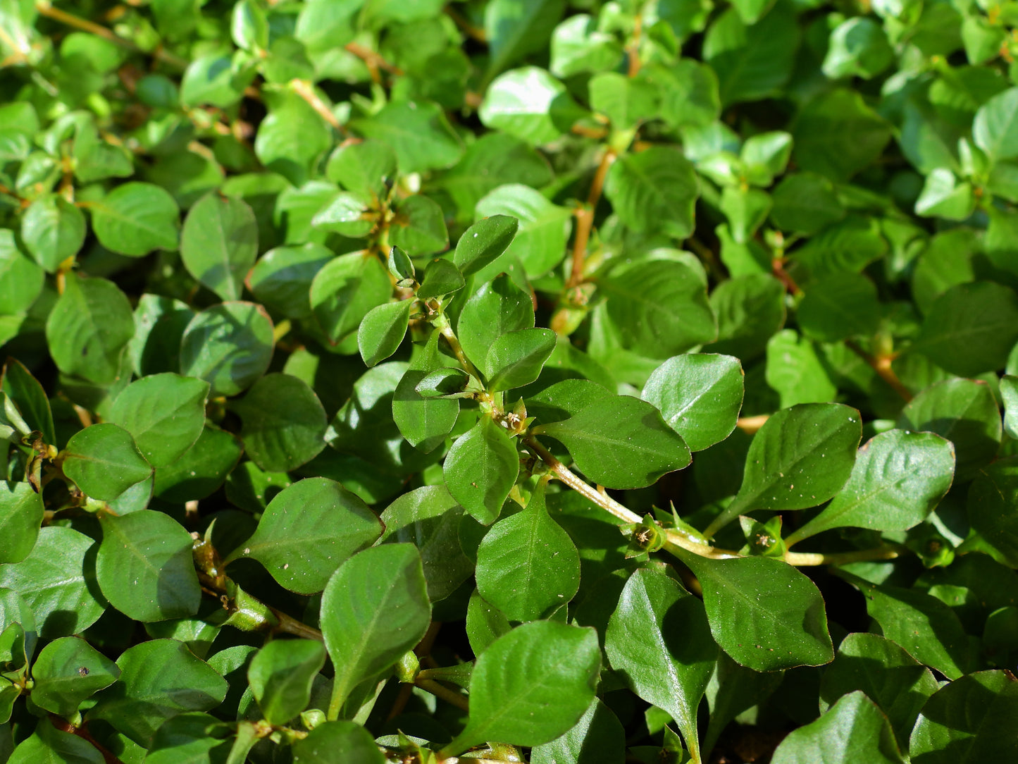 Ludwigia Palustris 'Green'
