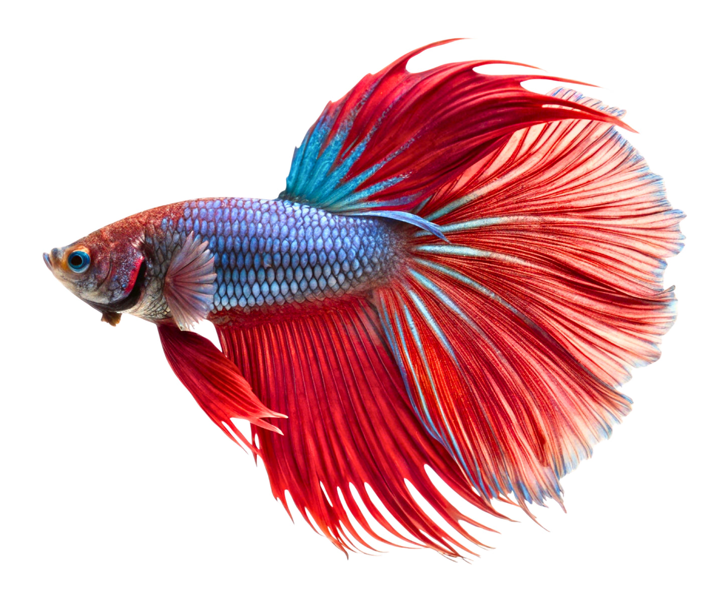 Halfmoon Betta- Male