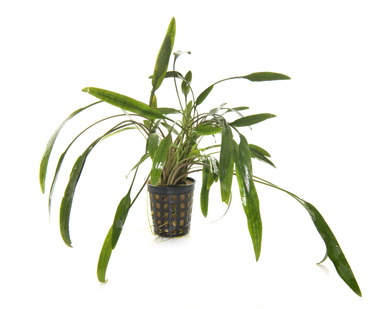 Cryptocoryne lucens