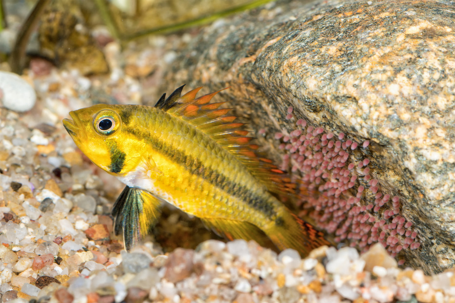 Apistogramma Cacatuoides- WILD Peru UNSEXED