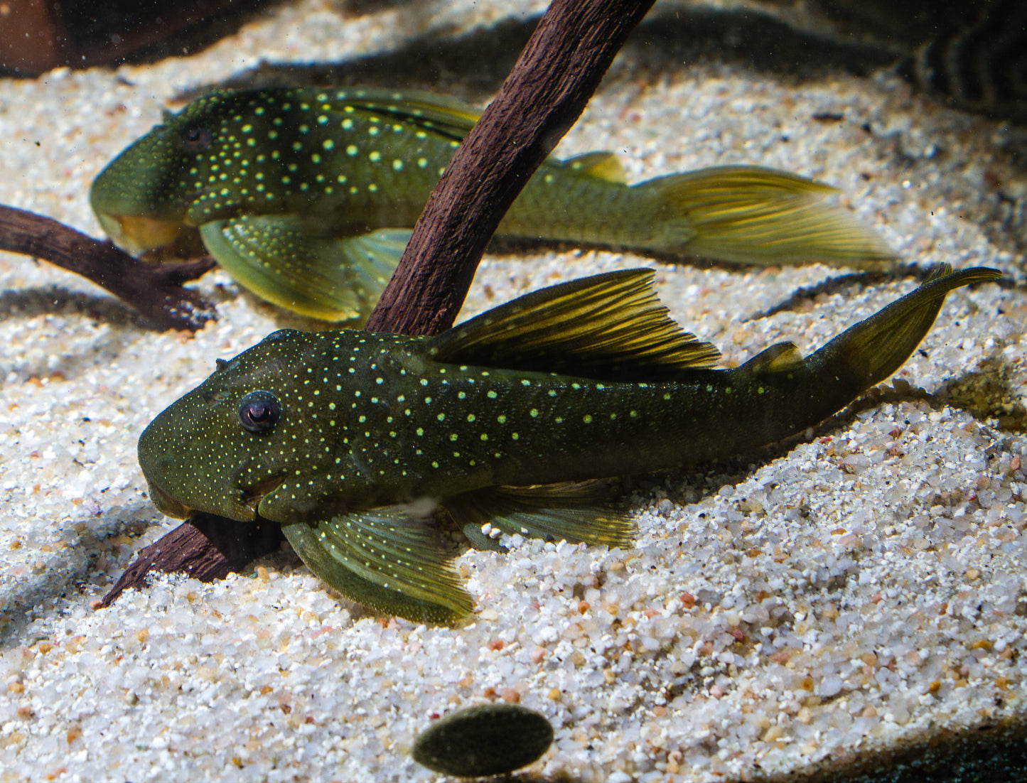 L200 Green Phantom Pleco- L 4.5-5"