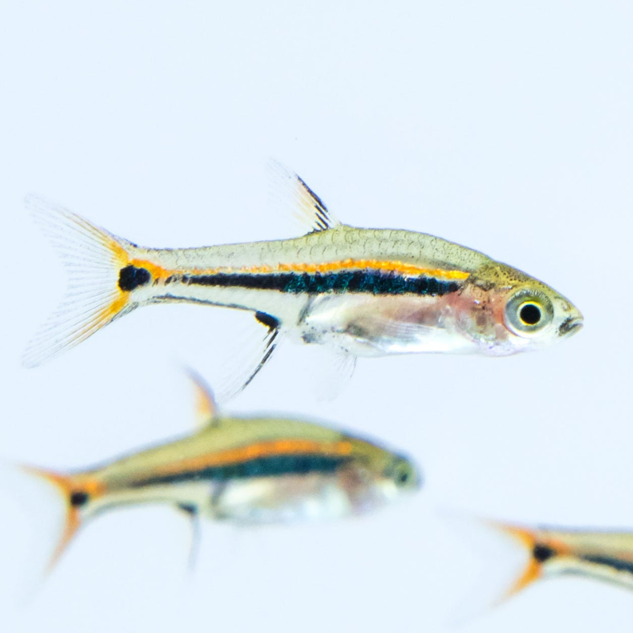 Exclamation Point Rasbora