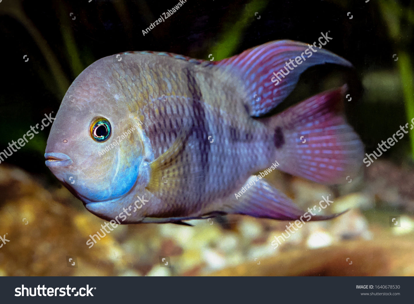 T-Bar Cichlid-3-4"