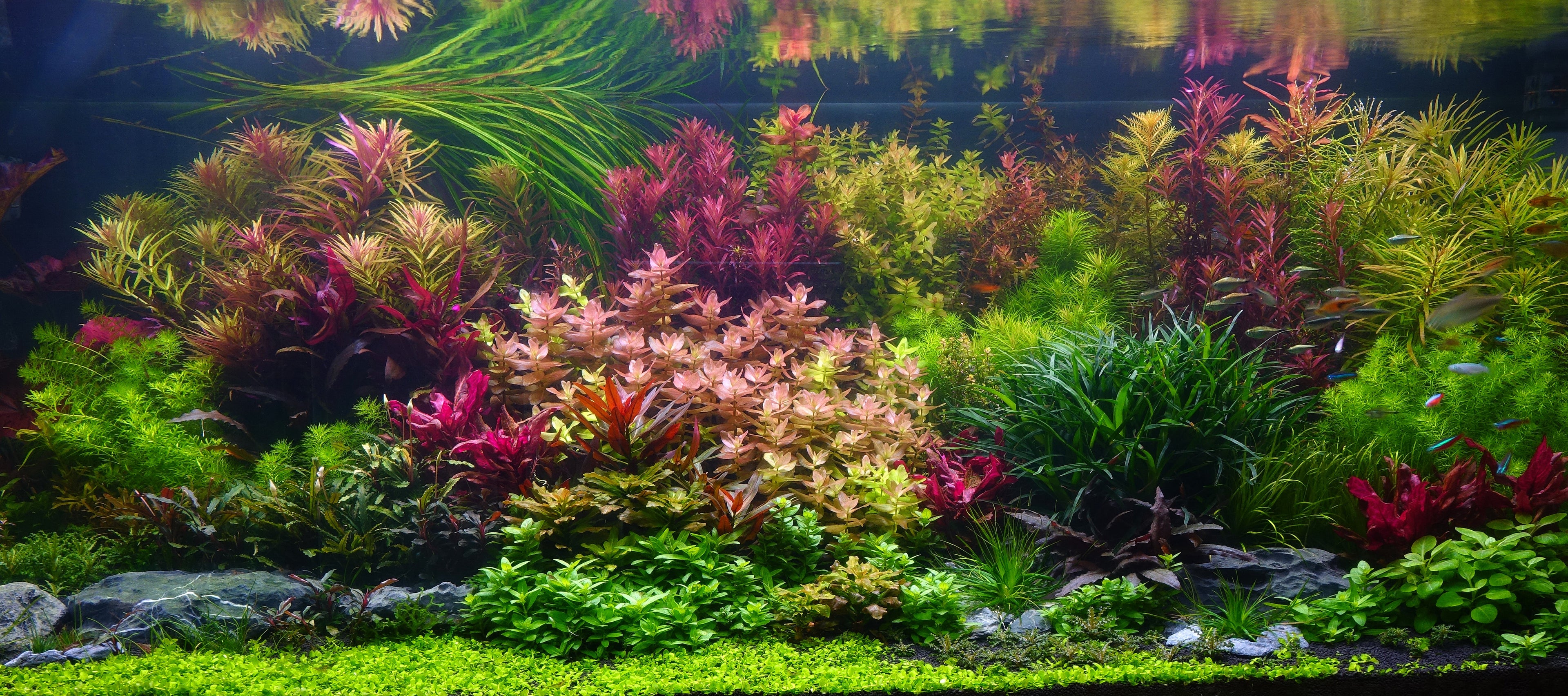 Plants