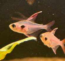 Crystalline Rosy Tetra