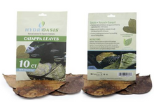 HydrOasisâ„¢ Catappa Leaves 10 Ct