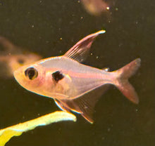Crystalline Rosy Tetra