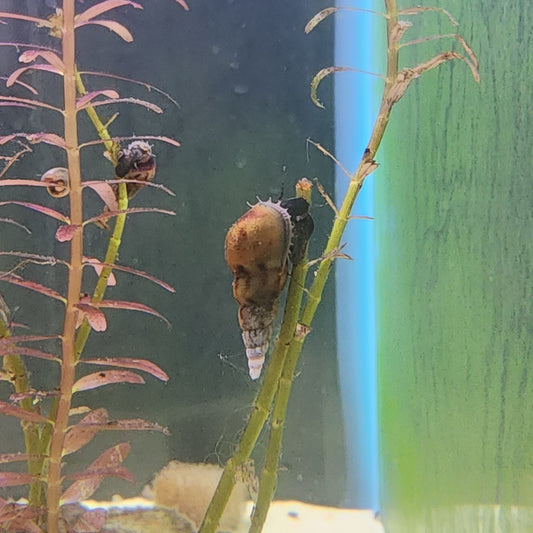 Malaysian Trumpet Snail