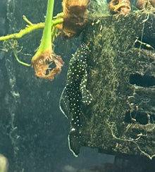 L183 Starlight Bristlenose Pleco- S Captive Bred