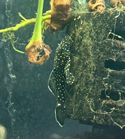 L183 Starlight Bristlenose Pleco- S Captive Bred